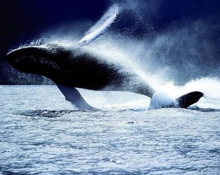 30 Beautiful Killer Whale Pictures and HD Wallpapers