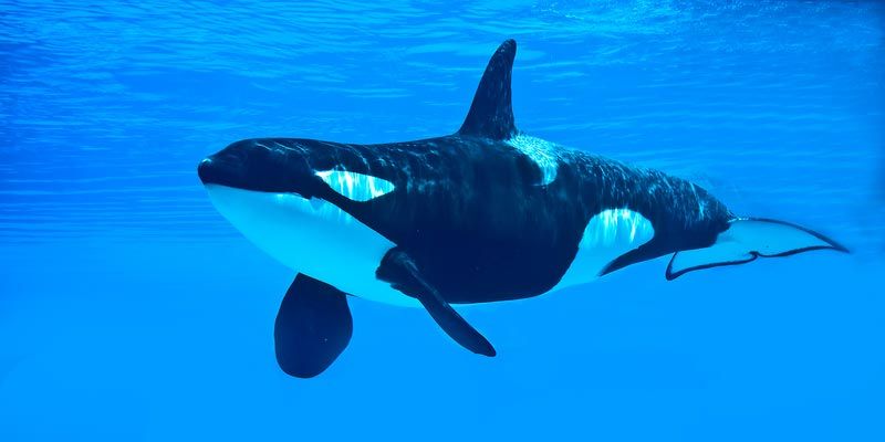 lovely killer whale pictures